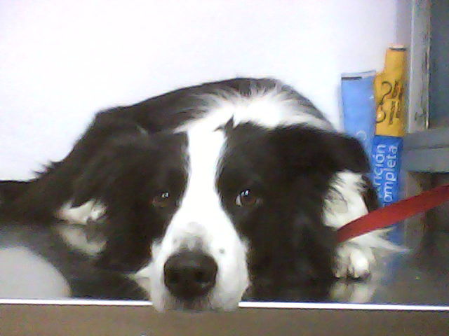 Manchas