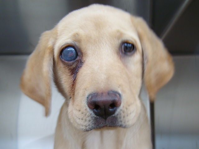 Puppy