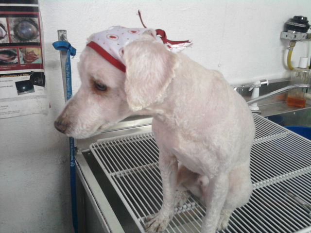El milton