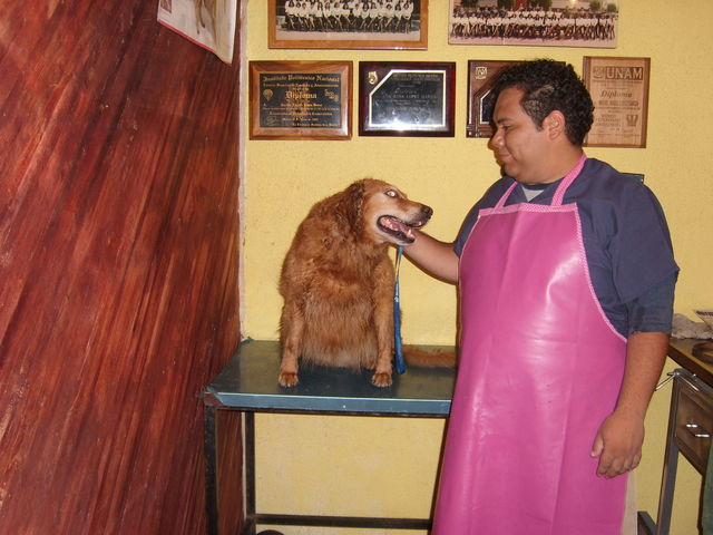 Spa Angel Vets