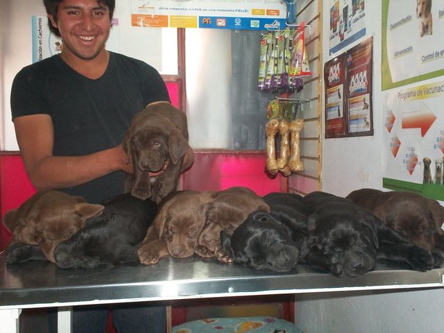 Labradores
