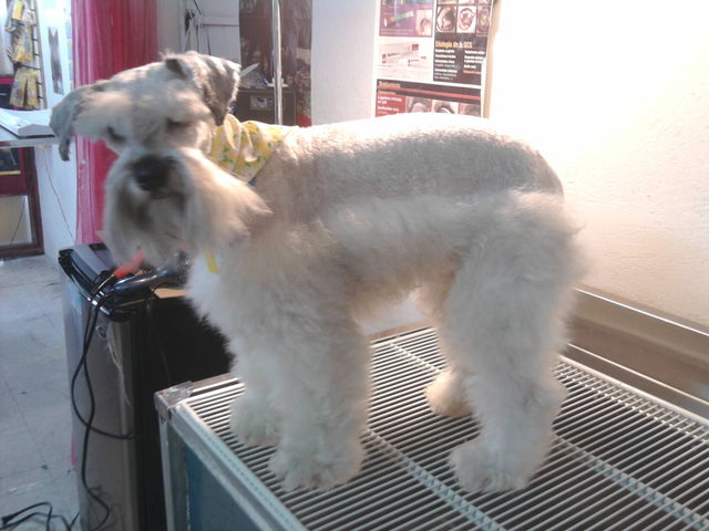 Scrapy
