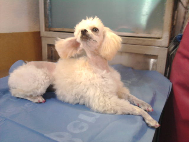 Mascotas felices